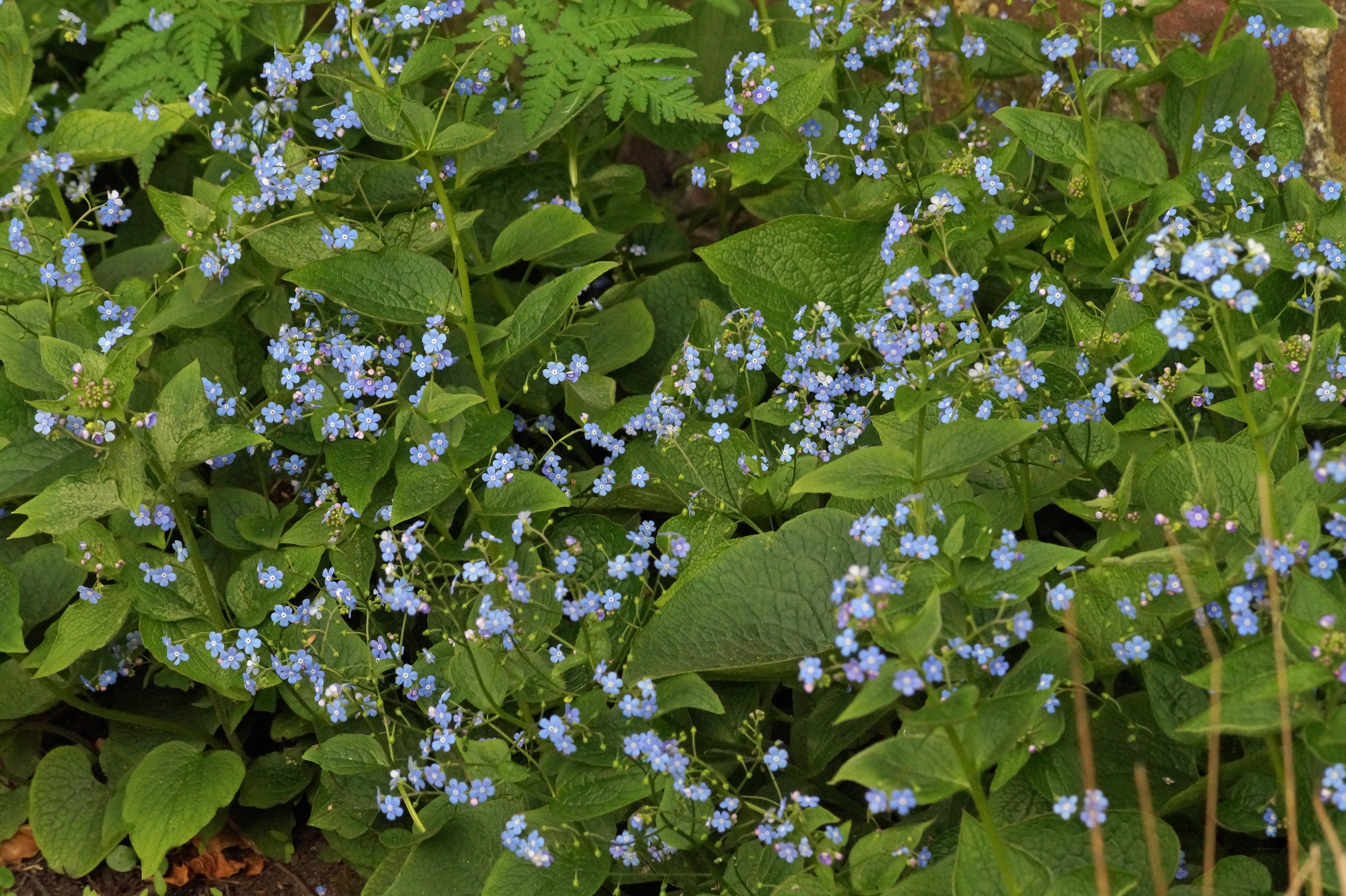 Brunnera macrophylla bestellen